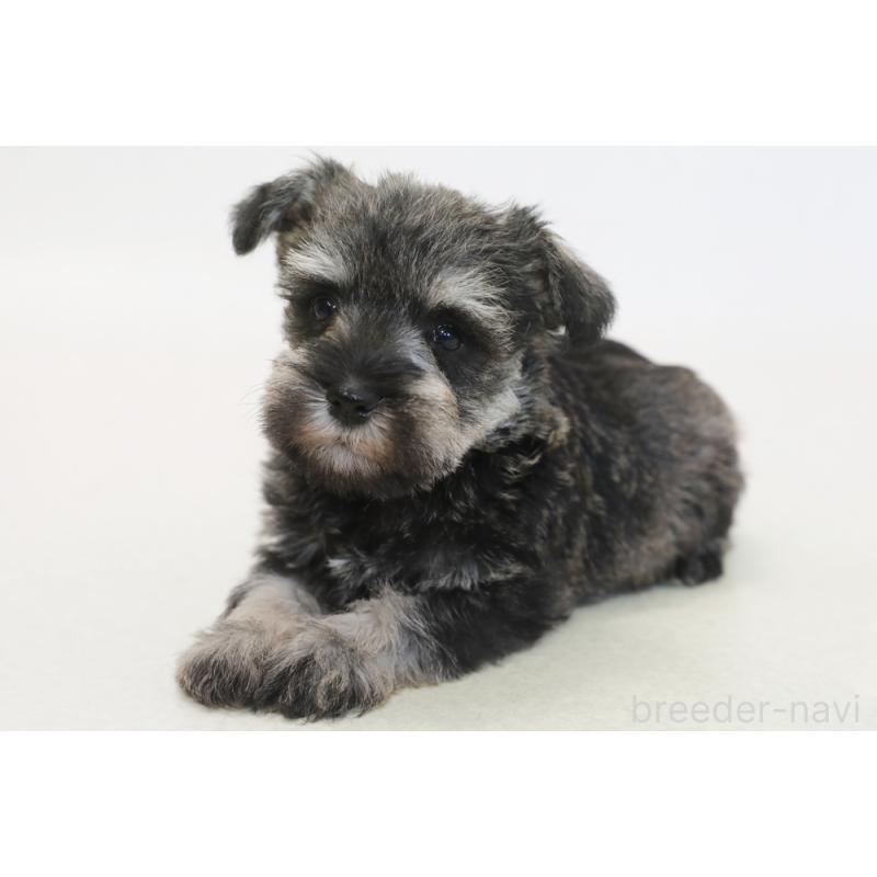 販売中の神奈川県のミニチュアシュナウザー-440309