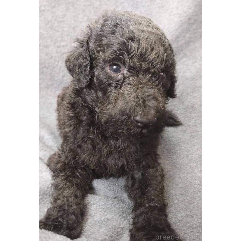 販売中の兵庫県のスタンダードプードル-443651の1枚目