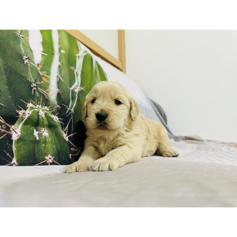 販売中の千葉県のゴールデンレトリーバー-440019の2枚目