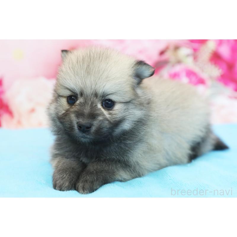 販売中の神奈川県のポメラニアン-442599