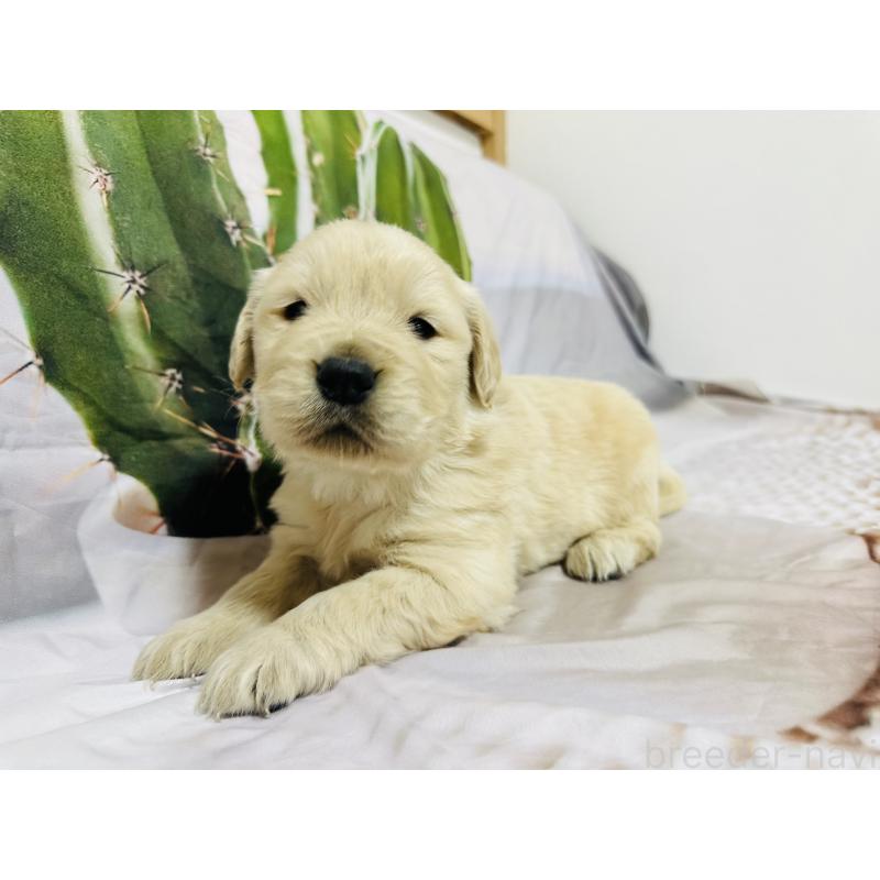 販売中の千葉県のゴールデンレトリーバー-440022の3枚目