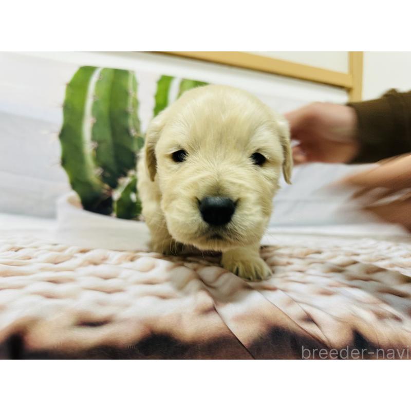 販売中の千葉県のゴールデンレトリーバー-440022の2枚目