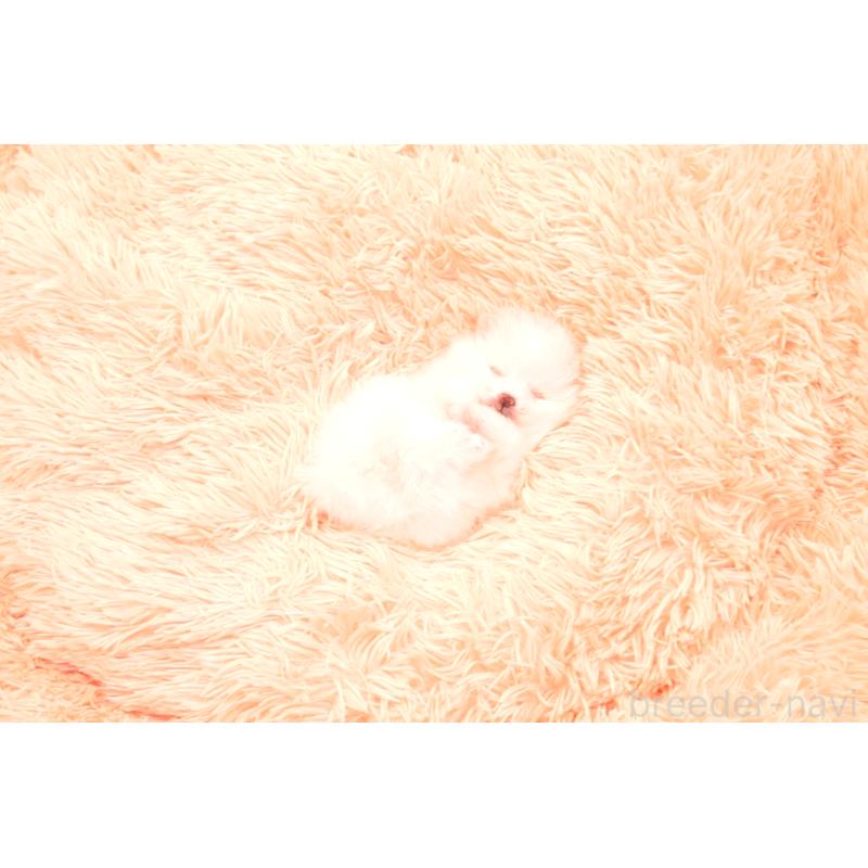 販売中の茨城県のポメラニアン-443652の7枚目