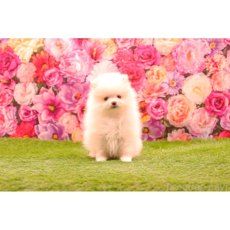 販売中の茨城県のポメラニアン-443652の4枚目