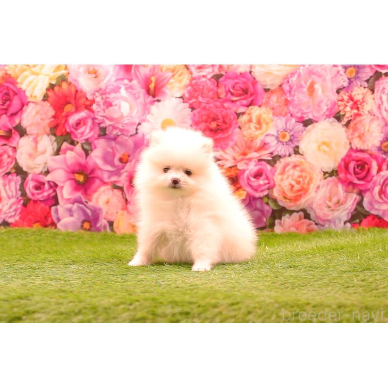 販売中の茨城県のポメラニアン-443652の3枚目