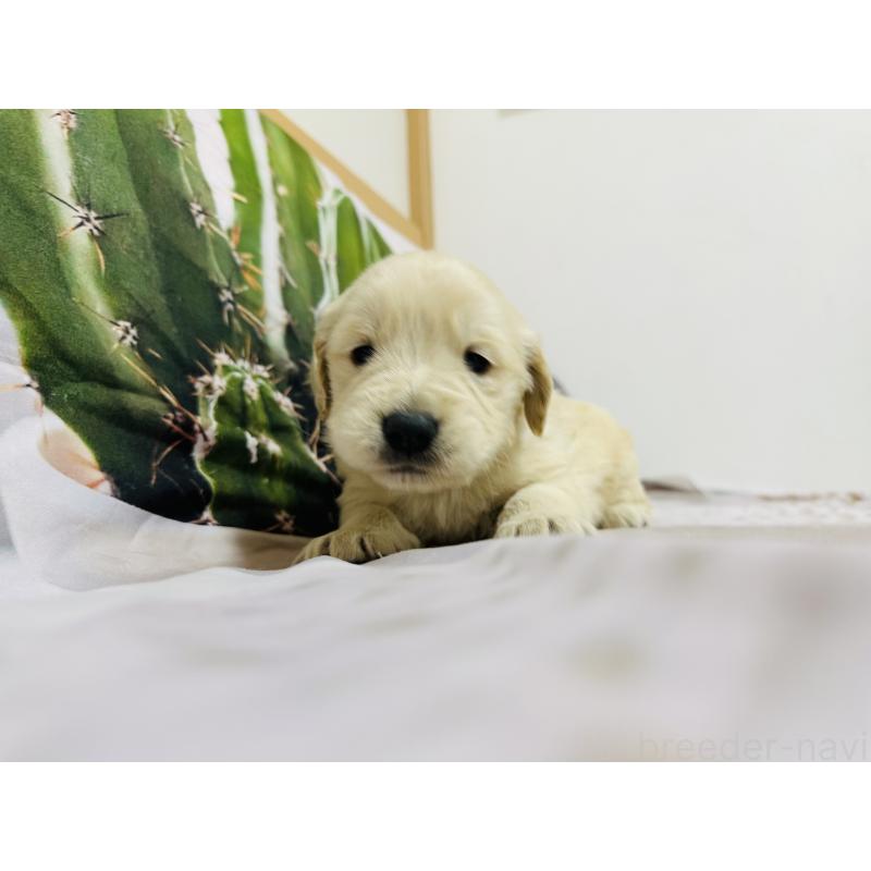 販売中の千葉県のゴールデンレトリーバー-440007の4枚目