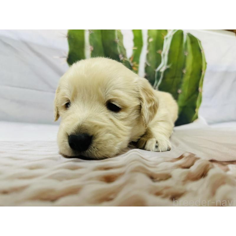 販売中の千葉県のゴールデンレトリーバー-440007の3枚目