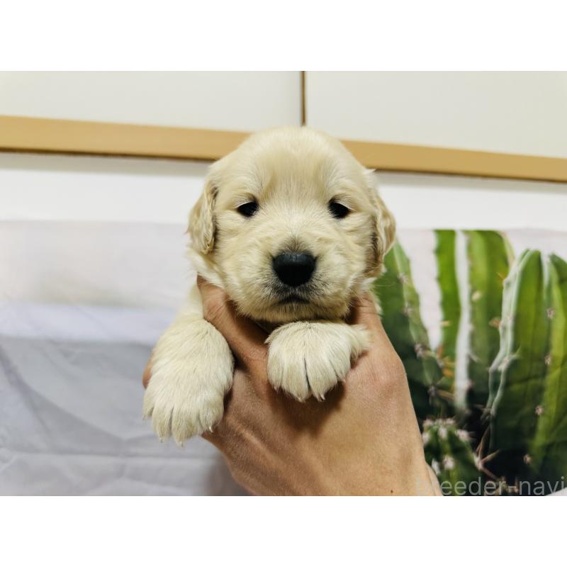 販売中の千葉県のゴールデンレトリーバー-440007の2枚目