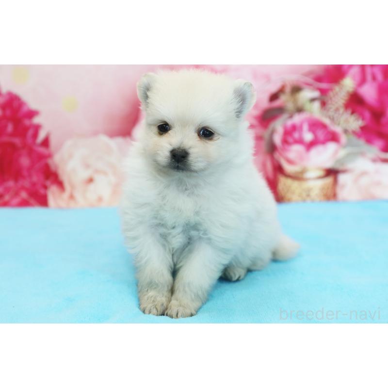 販売中の神奈川県のポメラニアン-442960