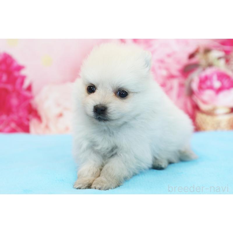 販売中の神奈川県のポメラニアン-442961