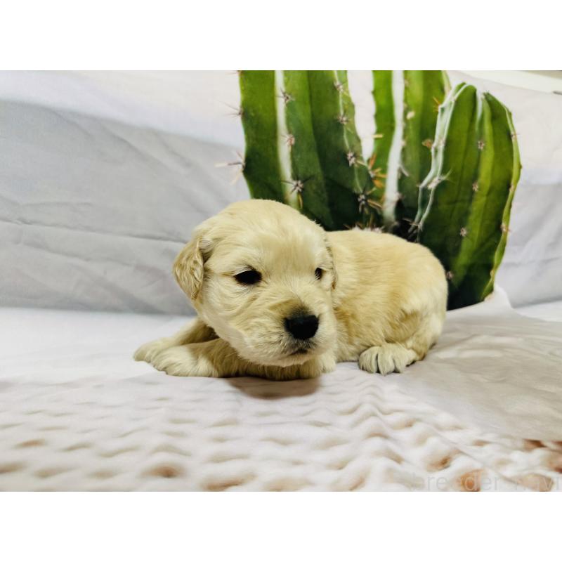 販売中の千葉県のゴールデンレトリーバー-440025の4枚目