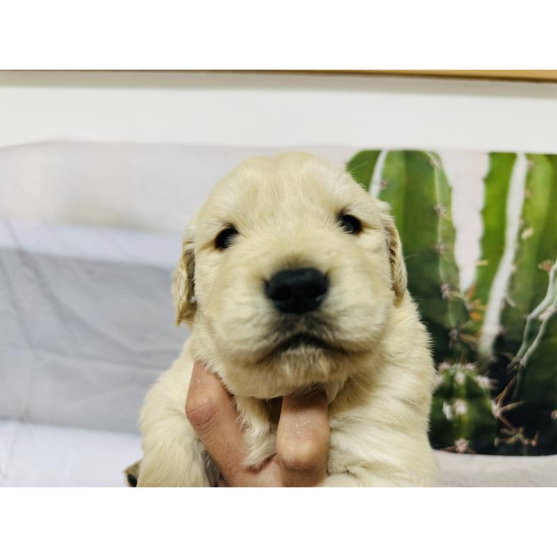 販売中の千葉県のゴールデンレトリーバー-440025の3枚目