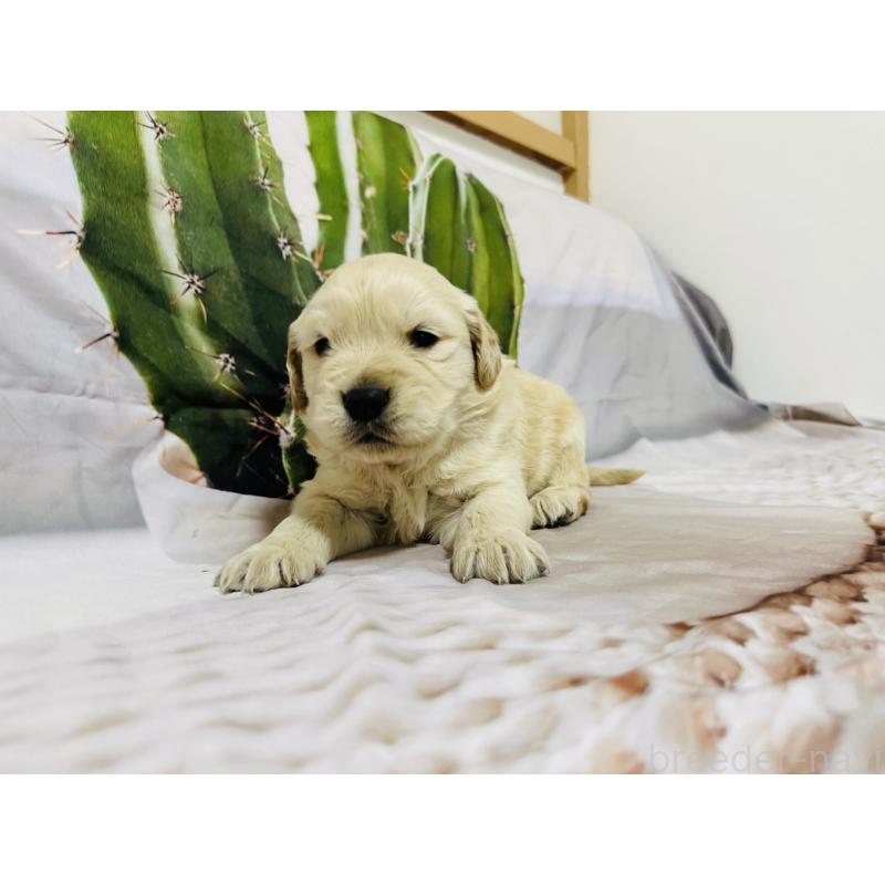 販売中の千葉県のゴールデンレトリーバー-440025の2枚目