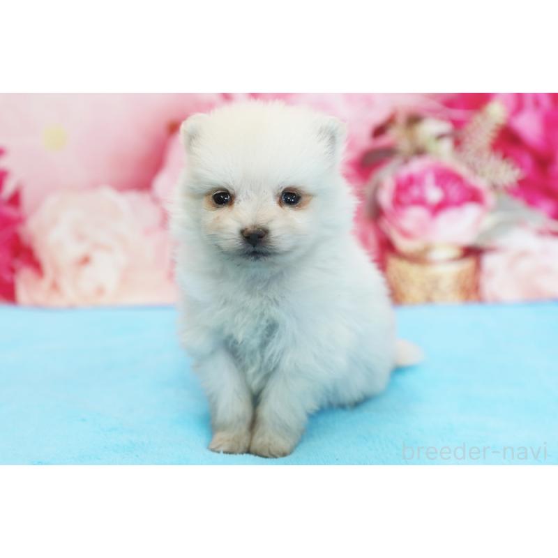 販売中の神奈川県のポメラニアン-442964