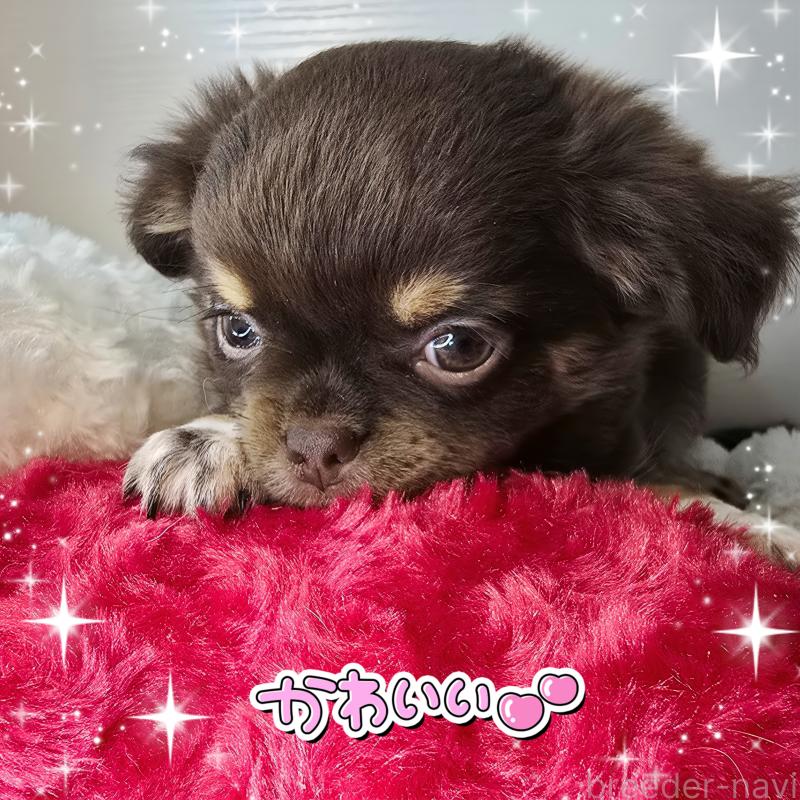 販売中の東京都のチワワ(ロングコート)-437778