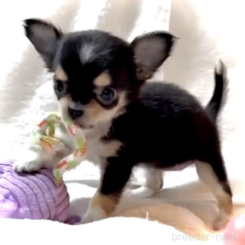 販売中の大阪府のチワワ(ロングコート)-443653の14枚目