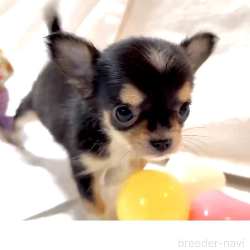 販売中の大阪府のチワワ(ロングコート)-443653の13枚目