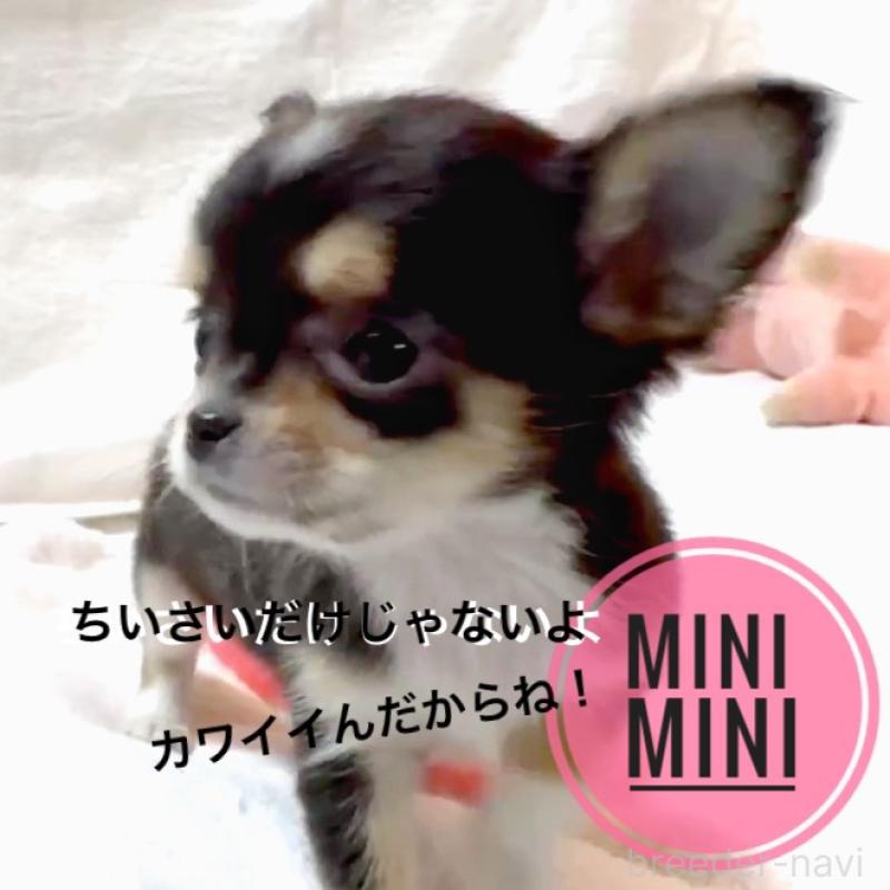 販売中の大阪府のチワワ(ロングコート)-443653の8枚目