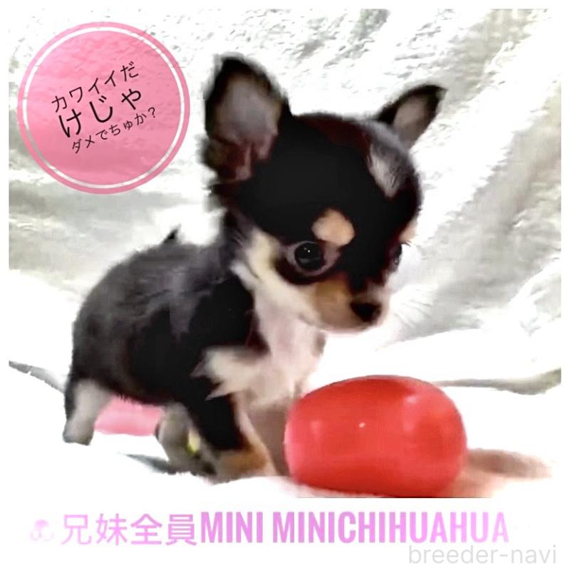 販売中の大阪府のチワワ(ロングコート)-443653の7枚目