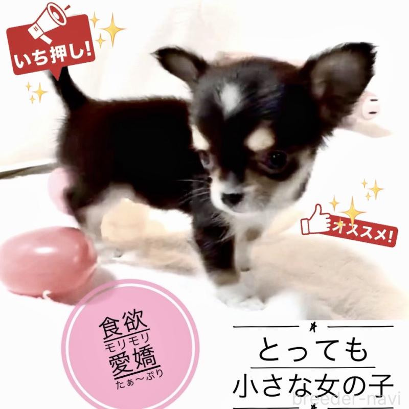 販売中の大阪府のチワワ(ロングコート)-443653の6枚目