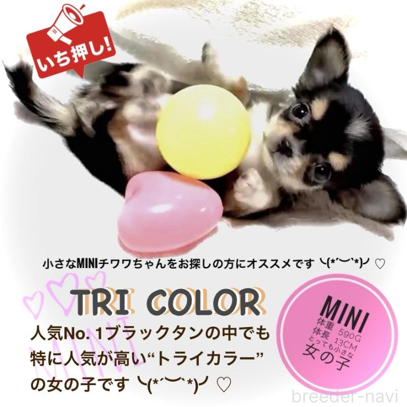 販売中の大阪府のチワワ(ロングコート)-443653の4枚目