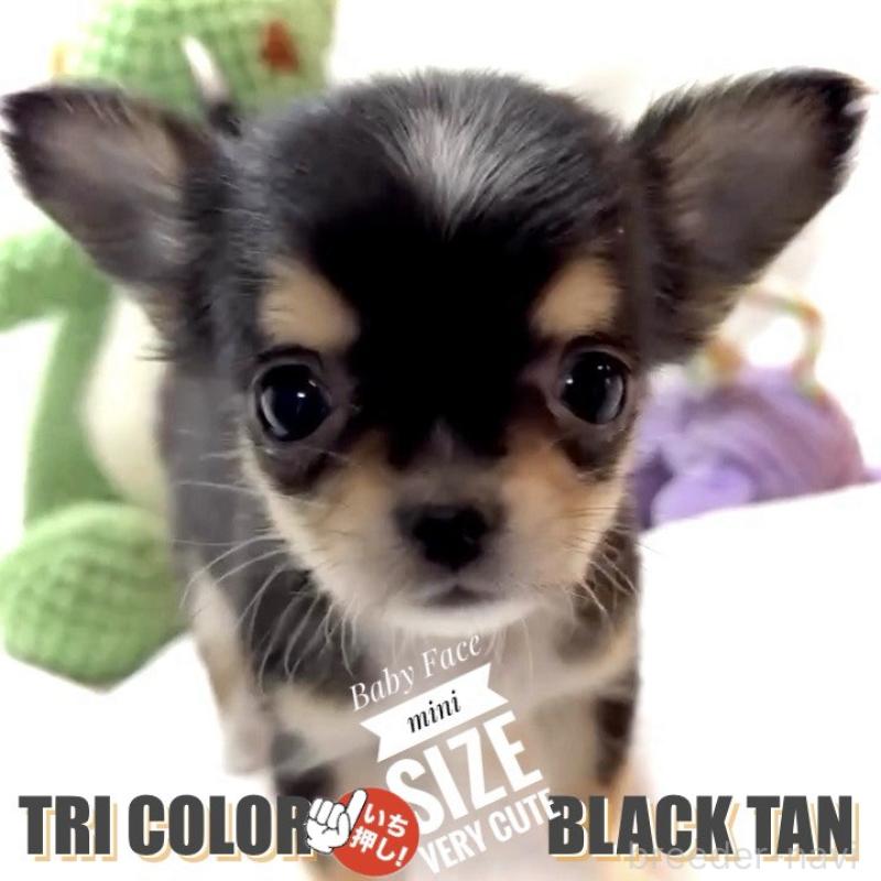 販売中の大阪府のチワワ(ロングコート)-443653の1枚目