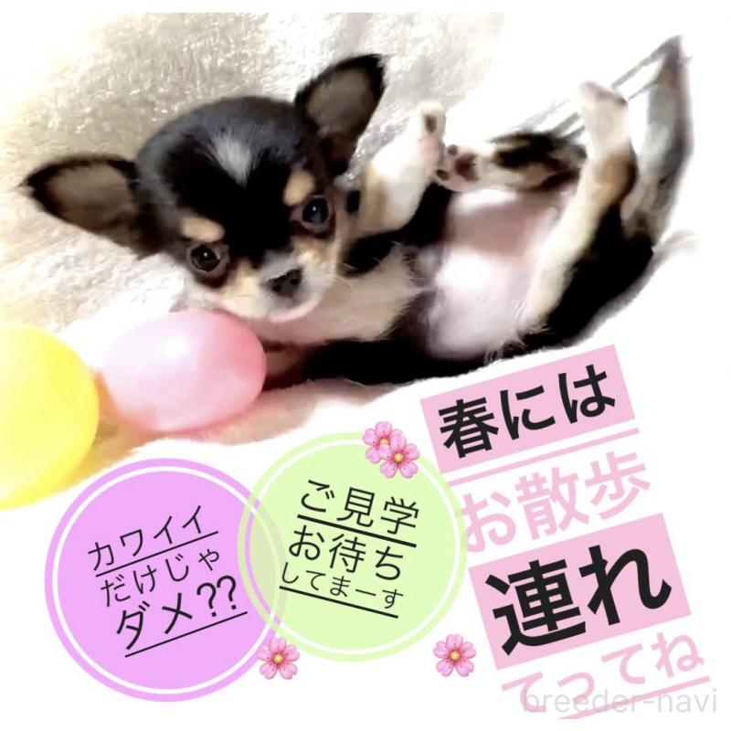 販売中の大阪府のチワワ(ロングコート)-443653の3枚目