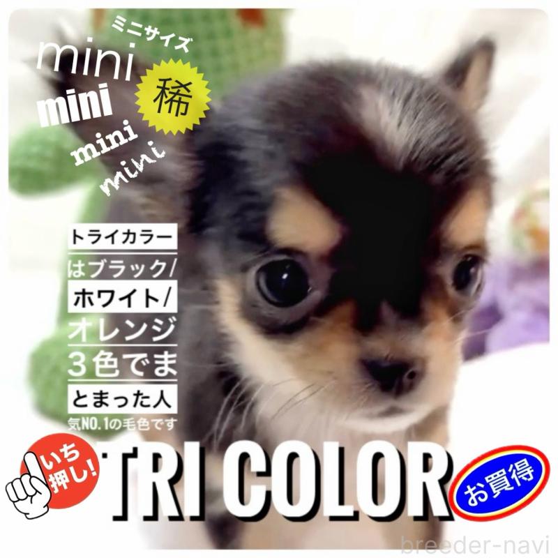 販売中の大阪府のチワワ(ロングコート)-443653の2枚目