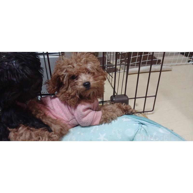 販売中の福井県のトイプードル-429723の2枚目