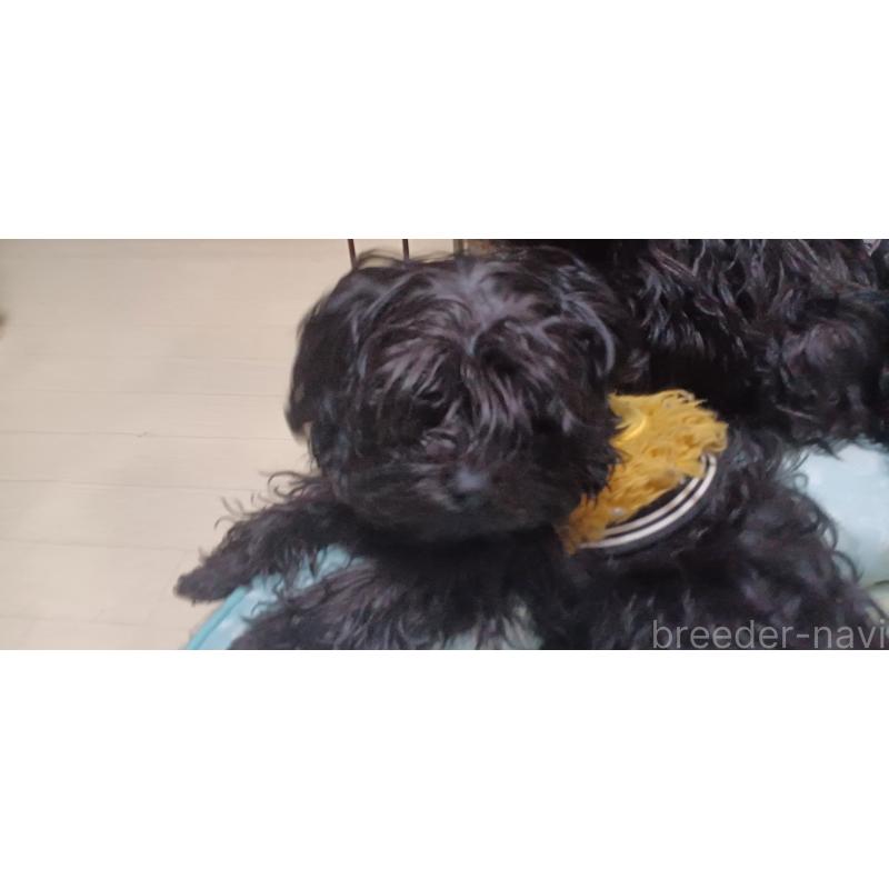 販売中の福井県のヨープー:ヨークシャーテリア×トイプードル-429185の3枚目