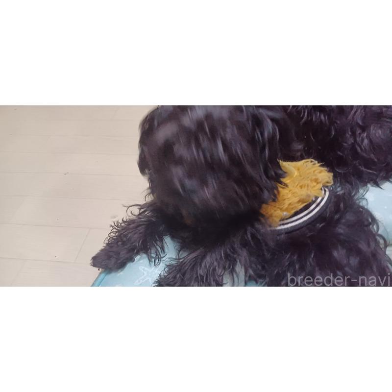 販売中の福井県のヨープー:ヨークシャーテリア×トイプードル-429185の2枚目
