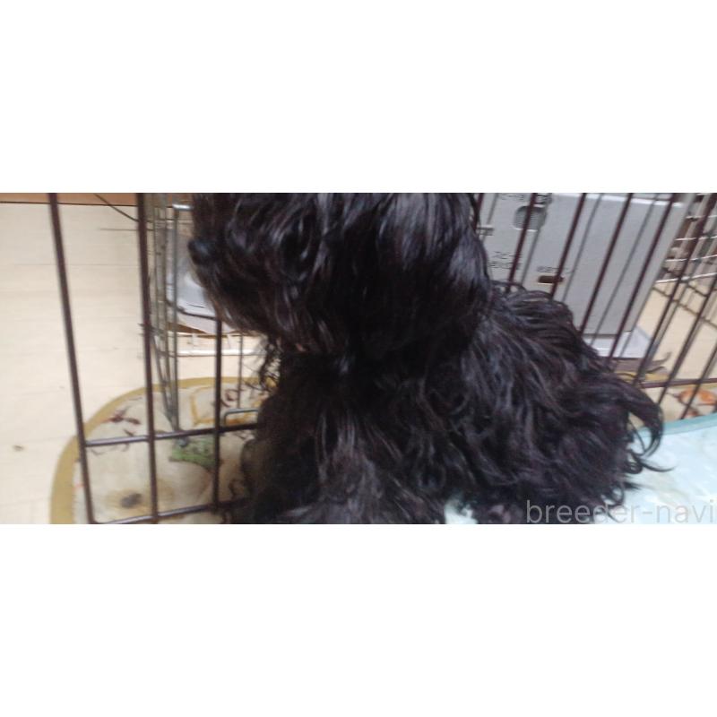 販売中の福井県のヨープー:ヨークシャーテリア×トイプードル-429726の3枚目