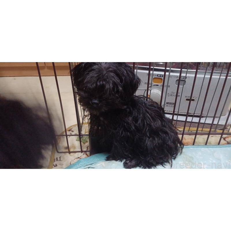 販売中の福井県のヨープー:ヨークシャーテリア×トイプードル-429726の2枚目