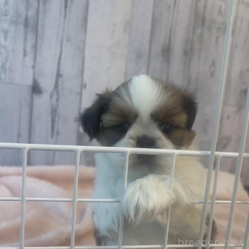 販売中の岐阜県のシーズー-440545