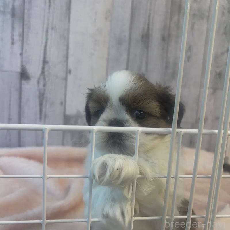 成約済の岐阜県のシーズー-440545の6枚目