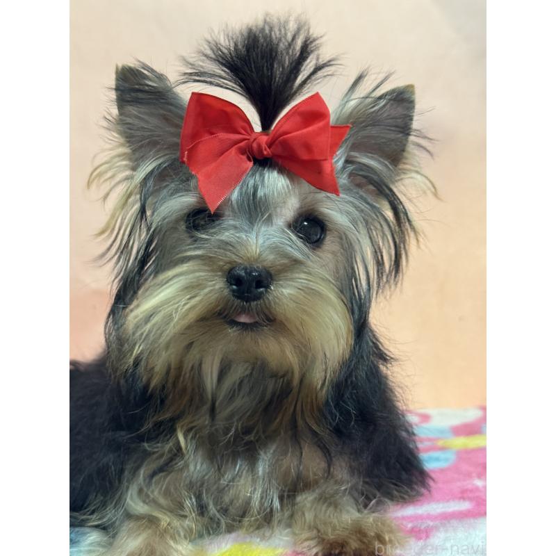 販売中の広島県のヨークシャーテリア-434119の3枚目