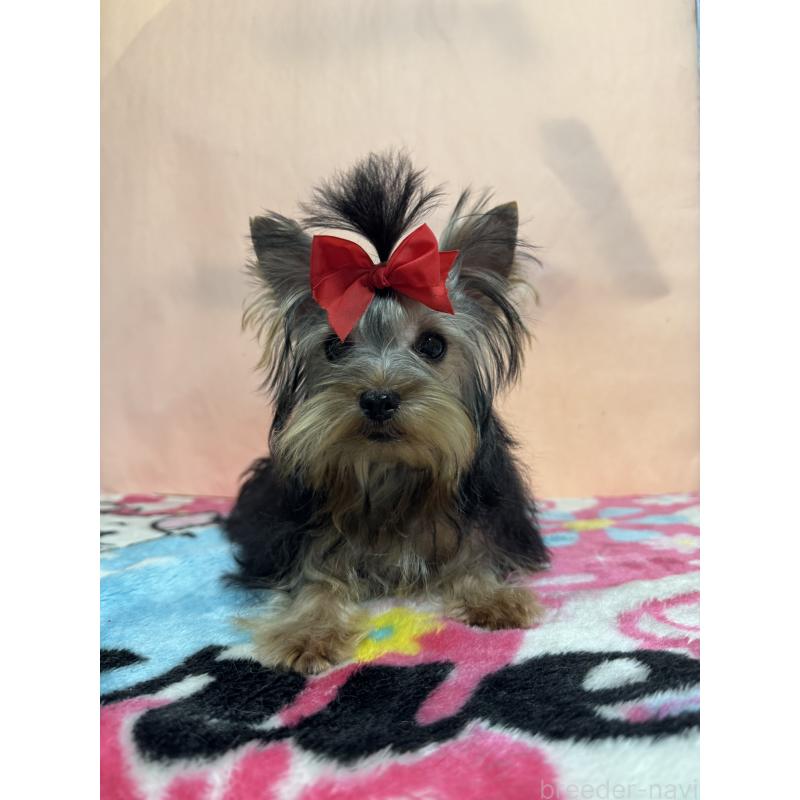 販売中の広島県のヨークシャーテリア-434119の2枚目