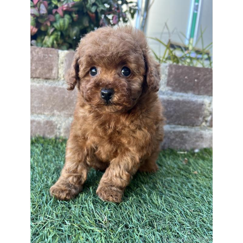 販売中の茨城県のタイニープードル-437870の4枚目