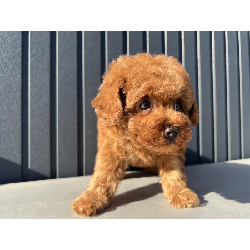 販売中の茨城県のタイニープードル-437870の2枚目