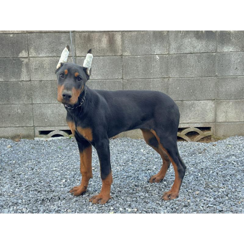 成約済の千葉県のドーベルマン-426363の11枚目