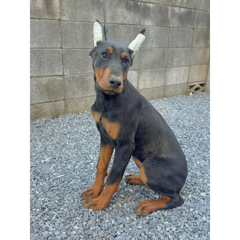 成約済の千葉県のドーベルマン-426363の10枚目