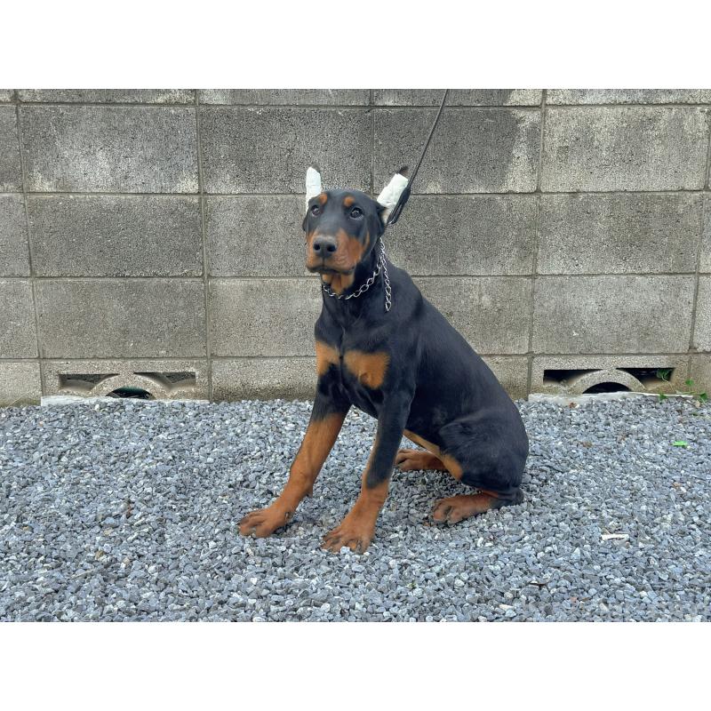 成約済の千葉県のドーベルマン-426363の9枚目