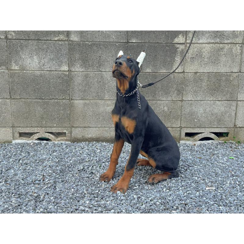 成約済の千葉県のドーベルマン-426363の8枚目