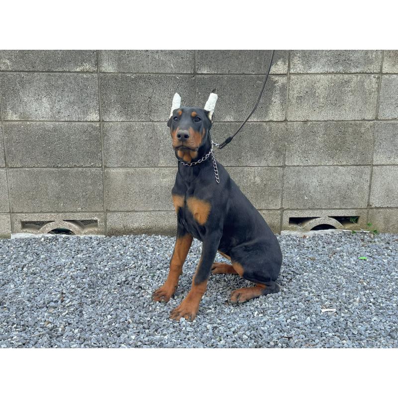 成約済の千葉県のドーベルマン-426363の7枚目