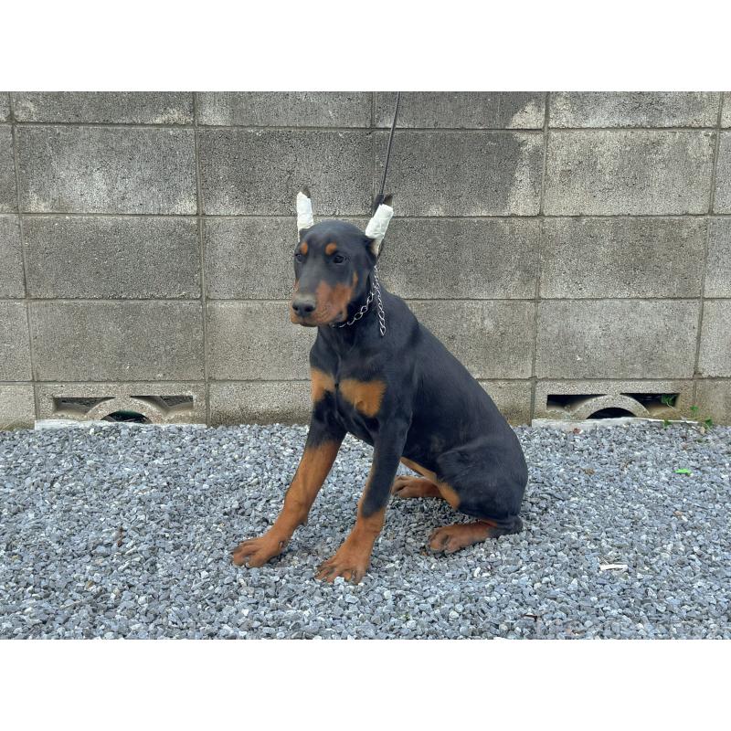 成約済の千葉県のドーベルマン-426363の6枚目