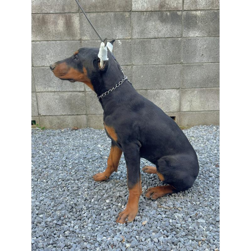 成約済の千葉県のドーベルマン-426363の5枚目