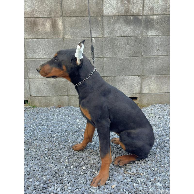 成約済の千葉県のドーベルマン-426363の4枚目