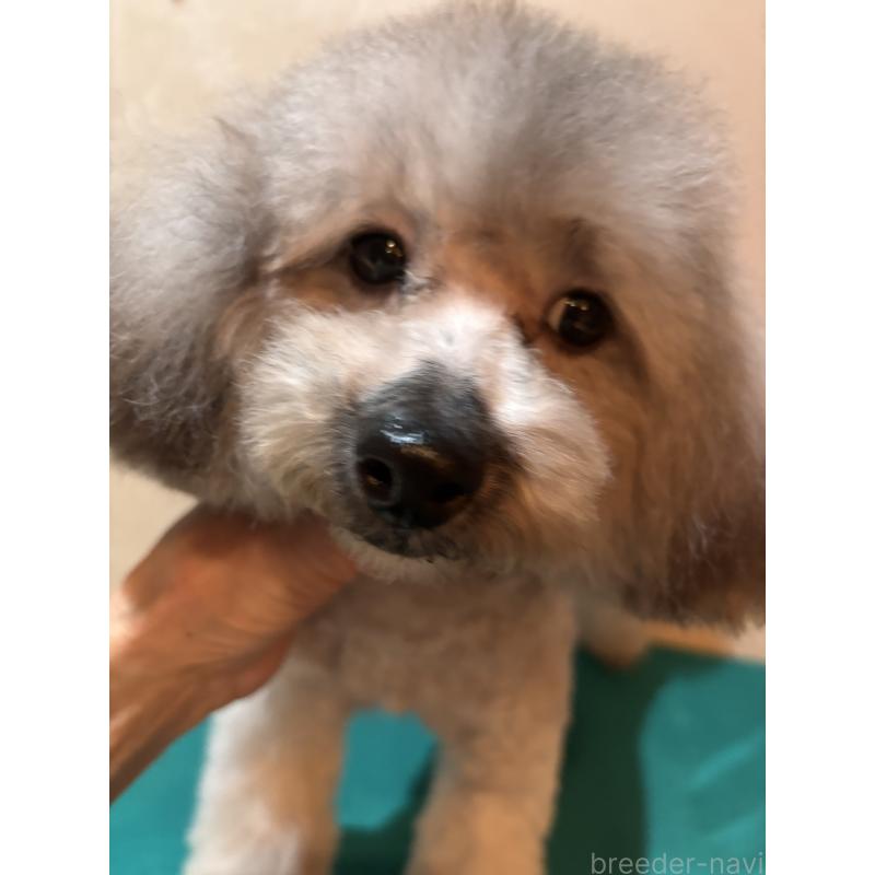 販売中の宮崎県のティーカッププードル-424531の4枚目