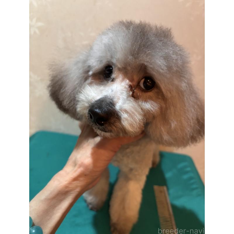 販売中の宮崎県のティーカッププードル-424531の3枚目