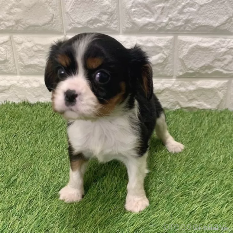 販売中の愛知県のキャバリアキングチャールズスパニエル-441378